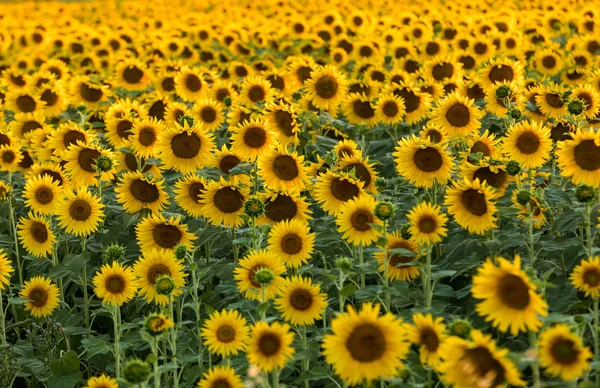 Zonnebloemen Veld Buurt Van Arles Provence Frankrijk — Stockfoto