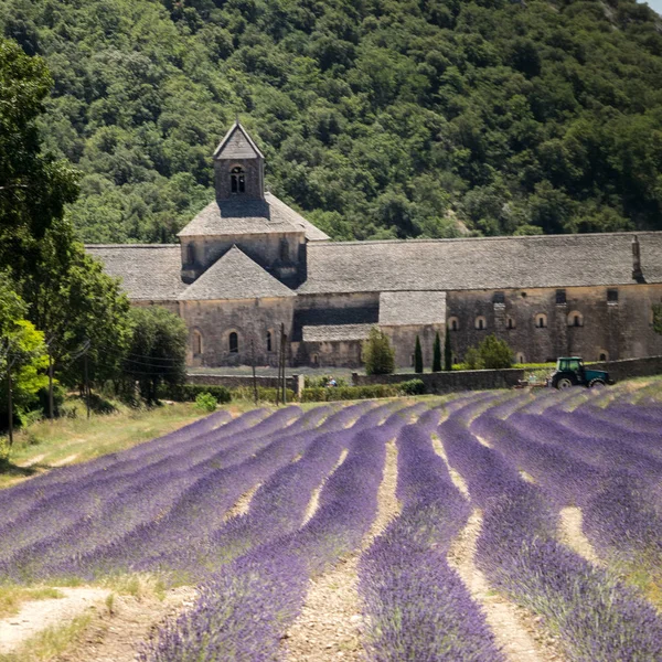 Abadía Senanque Abbaye Notre Dame Senanque Con Campo Lavanda Flor —  Fotos de Stock
