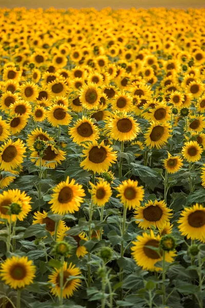 Solrosor Fält Nära Arles Provence Frankrike — Stockfoto