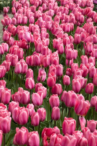 Bunte Tulpenblumen Blühen Einem Garten — Stockfoto