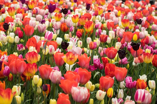 Fleurs Tulipes Colorées Fleurissant Dans Jardin — Photo