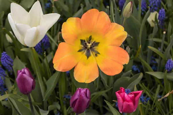 다채로운 튤립과 정원에서 — 스톡 사진
