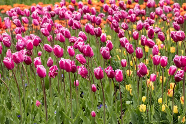 Kwiaty Różowe Tulipany Kwitnące Ogrodzie — Zdjęcie stockowe