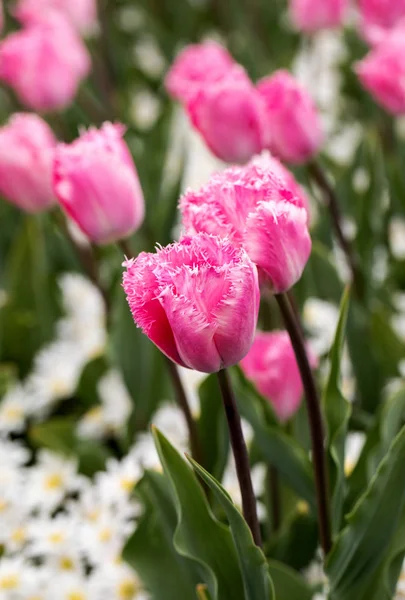 Ροζ Τουλίπες Λουλούδια Ανθίζουν Έναν Κήπο — Φωτογραφία Αρχείου