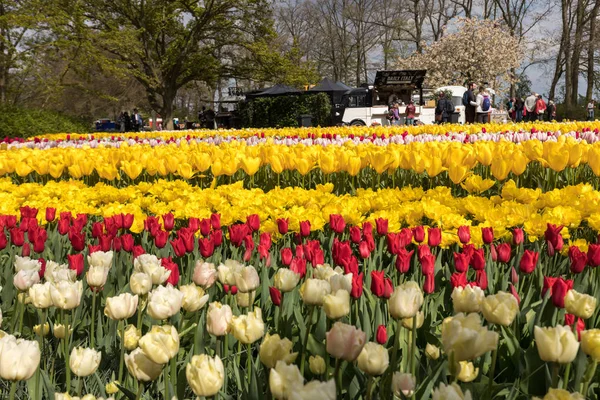 Lisse Nederländerna April 2017 Färgglada Blommor Trädgården Keukenhof Lisse Holland — Stockfoto