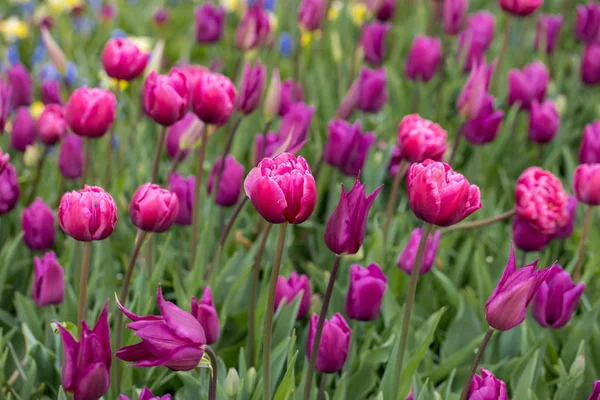 Fiori Tulipani Viola Che Fioriscono Giardino — Foto Stock