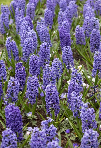 Hiacynty Niebieskie Kwiaty Kwitnące Ogrodzie — Zdjęcie stockowe