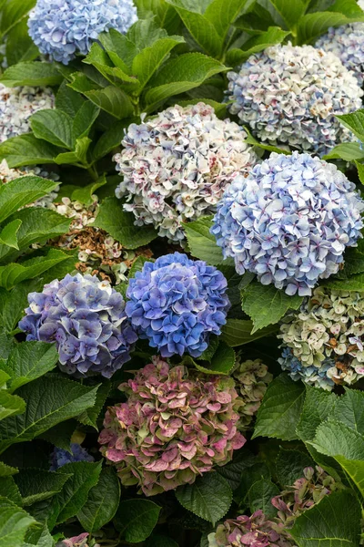 Primer Plano Flor Hortensia Azul Jardín —  Fotos de Stock