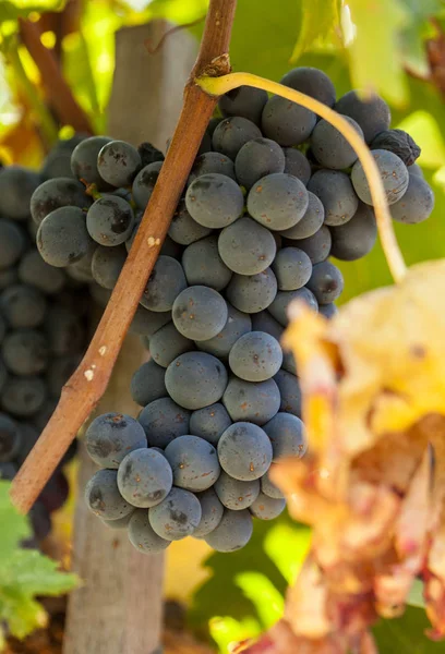 Grappes Raisins Rouges Mûrs Sur Vigne — Photo