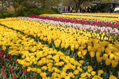 Lisse, Hollanda - 19 Nisan 2017: Lisse, Hollanda, Hollanda Keukenhof bahçesinde renkli çiçekler.