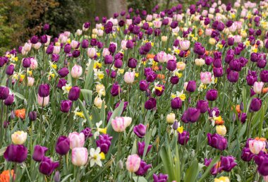 renkli Lale ve bir bahçede çiçek açan nergis