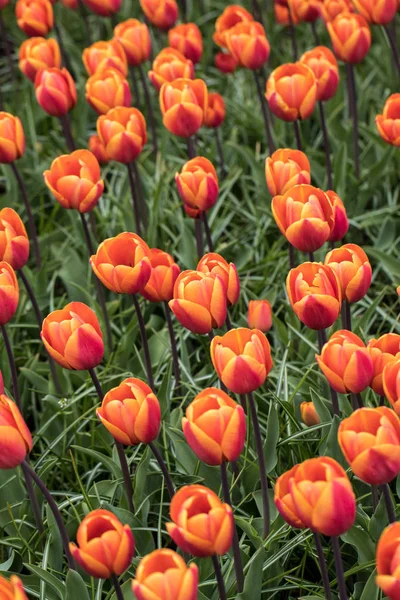 Цветы Оранжевых Тюльпанов Саду — стоковое фото