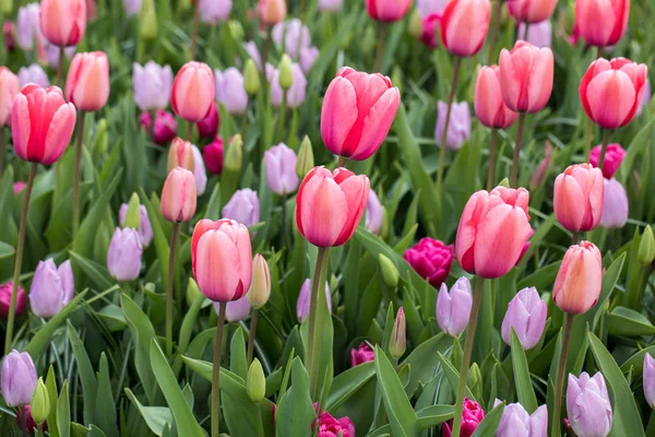 Bunte Tulpenblumen Blühen Einem Garten — Stockfoto