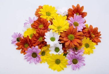 Renkli kasımpatı çiçekleri yakın çekim