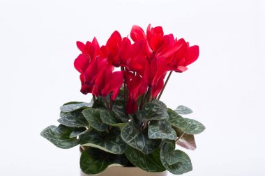  Beyaz arka plan üzerinde izole Farsça Siklamen çiçeği