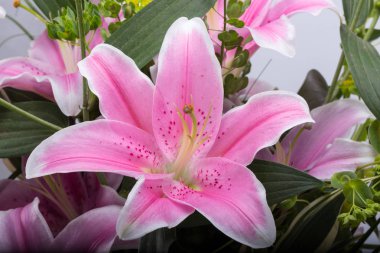 Pembe zambak çiçeğine yaklaş