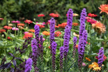 Liatris spicata flowers in the summer garden clipart