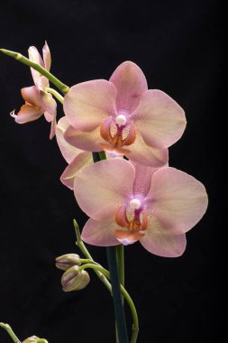Siyah arka plan üzerine izole pastel orkide çiçek
