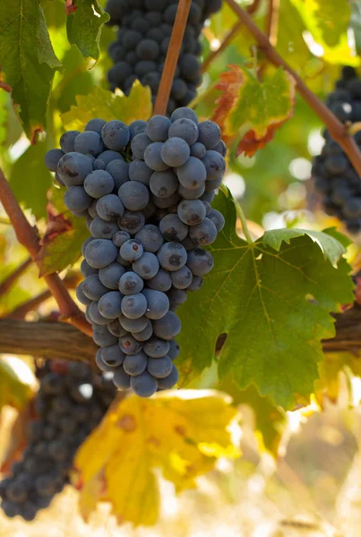 Cachos Uvas Vermelhas Maduras Vinha — Fotografia de Stock