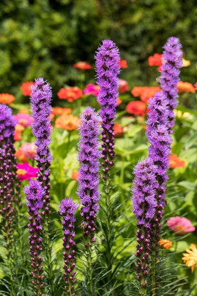 Liatris Spicata Květiny Letní Zahradě — Stock fotografie