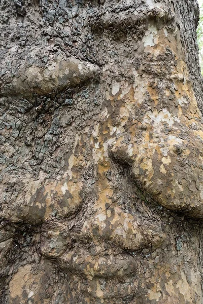 Кора Стовбур Дерева Площині Лондон — стокове фото