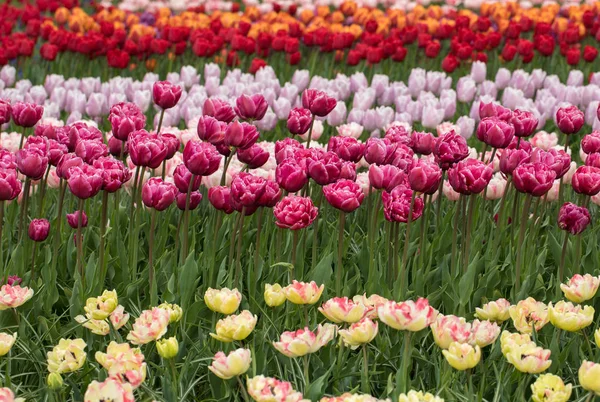 Flores Coloridas Tulipanes Floreciendo Jardín —  Fotos de Stock