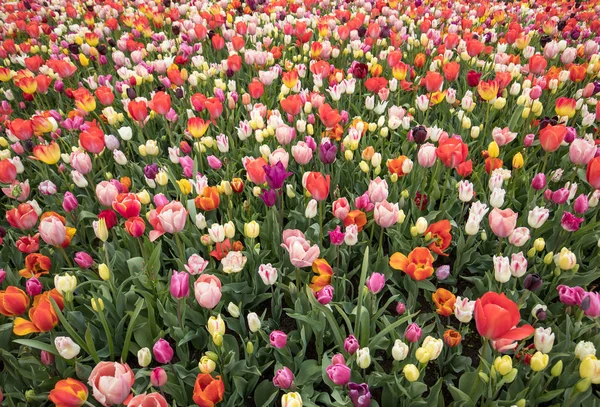 Barevné Tulipány Květiny Kvetoucí Zahradě — Stock fotografie