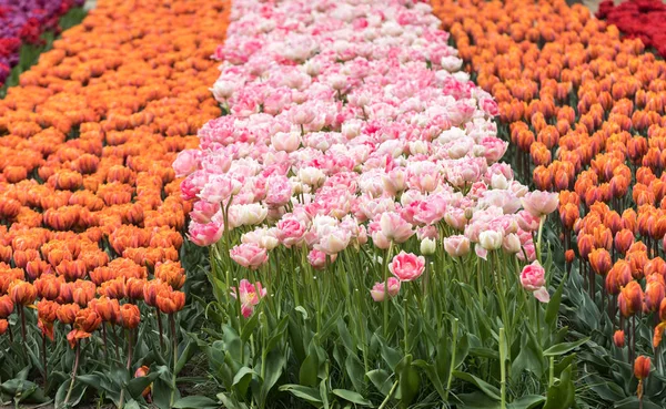 Fiori Tulipani Colorati Che Fioriscono Giardino — Foto Stock