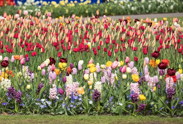 Tulipes Jacinthes Colorées Fleurissant Dans Jardin — Photo