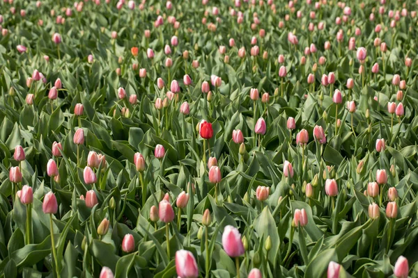 Pola Tulipanów Bollenstreek Holandia Południowa Holandia — Zdjęcie stockowe