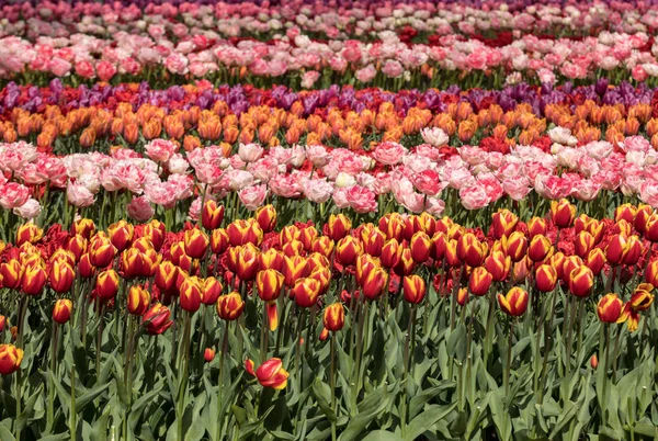 Tulipánová Pole Bollenstreek Jižní Holandsko Nizozemsko — Stock fotografie