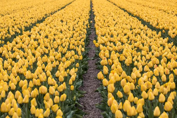 Sarı Laleler Alanları Bollenstreek Güney Hollanda Hollanda — Stok fotoğraf