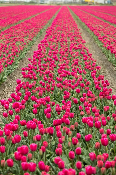 Rote Tulpenfelder Der Pollenstreek Südholland Niederlande — Stockfoto