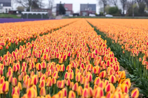 Pomarańczowe Tulipany Pola Bollenstreek Holandia Południowa Holandia — Zdjęcie stockowe
