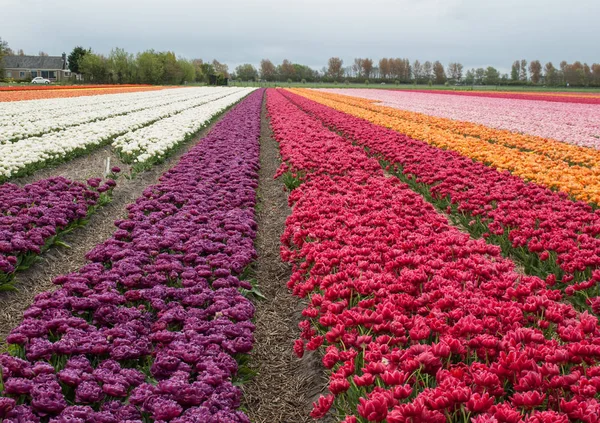 Tulpenfelder Der Pollenstreek South Holland Niederlande — Stockfoto