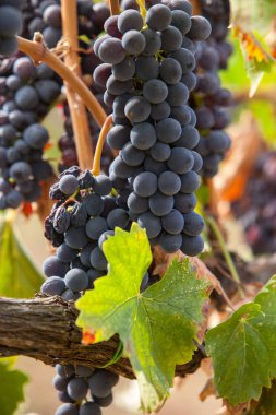 ripe red grape clusters on the vine clipart