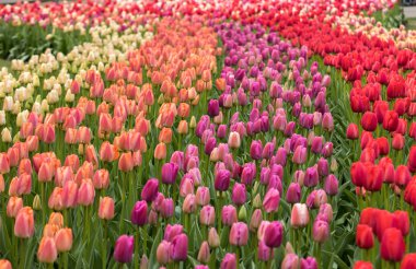 colorful tulips flowers blooming in a garden clipart