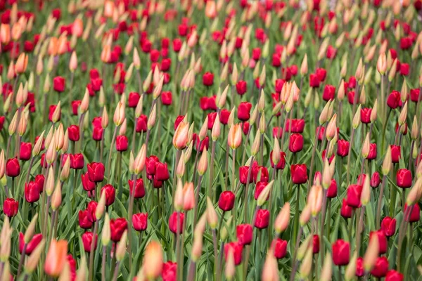 Κόκκινες Τουλίπες Λουλούδια Ανθίζουν Έναν Κήπο — Φωτογραφία Αρχείου