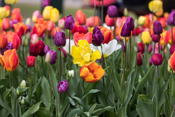 Fiori Tulipani Colorati Che Fioriscono Giardino — Foto Stock
