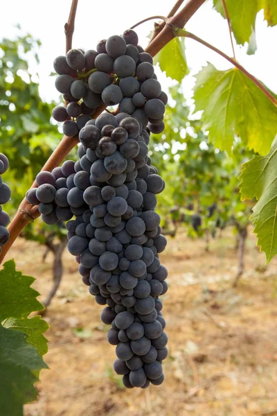 Cachos Uvas Vermelhas Maduras Vinha — Fotografia de Stock