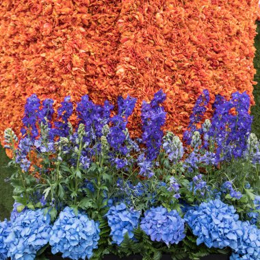 Noordwijkerhout, Hollanda - 21 Nisan 2017: Platform ile Lale ve sümbül sırasında geleneksel çiçek geçit törenini Bloemencorso Noordwijk üzerinden Hollanda'da Haarlem. 