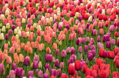 Bahçede açan renkli laleler.