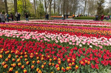 Lisse, Hollanda - 19 Nisan 2017: Lisse, Hollanda, Hollanda Keukenhof Garden ziyaretçi.