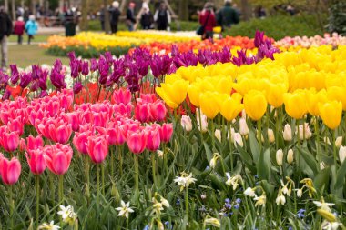 Lisse, Hollanda - 19 Nisan 2017: Lisse, Hollanda, Hollanda Keukenhof Garden ziyaretçi.