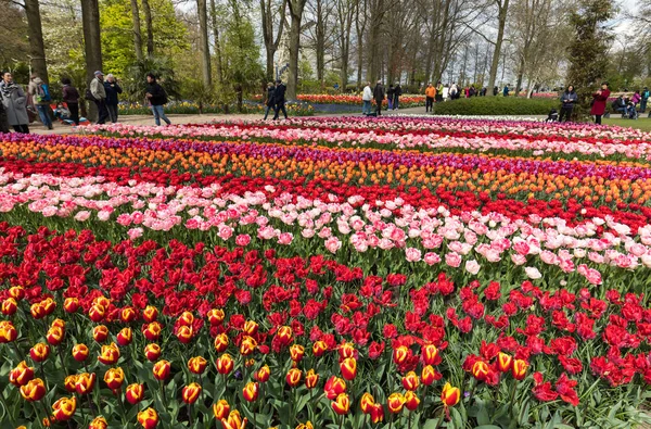 Lisse Países Baixos Abril 2017 Visitantes Jardim Keukenhof Lisse Holanda — Fotografia de Stock