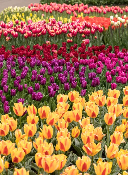 Fiori Tulipani Colorati Che Fioriscono Giardino — Foto Stock