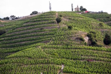 M. görünümünü Chapoutier Crozes-Hermitage üzüm bağları Tain l'Hermitage, Rhone Vadisi, Fransa