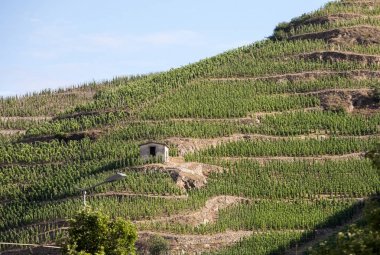 M. görünümünü Chapoutier Crozes-Hermitage üzüm bağları Tain l'Hermitage, Rhone Vadisi, Fransa