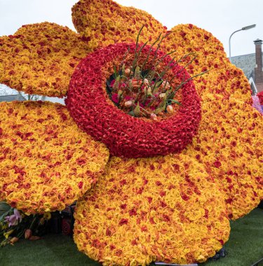 Arka plan. Turuncu ve kırmızı lale çiçek Close-Up