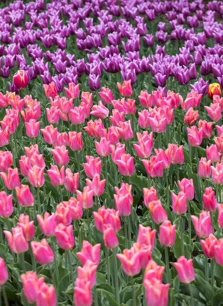 Abstrakter Hintergrund Bunte Tulpenblumen Blühen Einem Park — Stockfoto